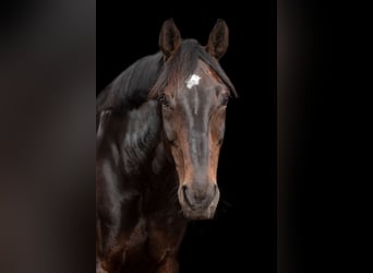 Koń oldenburski, Klacz, 20 lat, 168 cm, Skarogniada