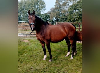 Koń oldenburski, Klacz, 21 lat, 160 cm, Gniada