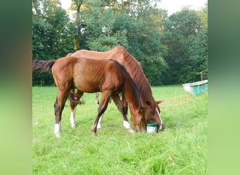 Koń oldenburski, Klacz, 21 lat, 165 cm, Kasztanowata