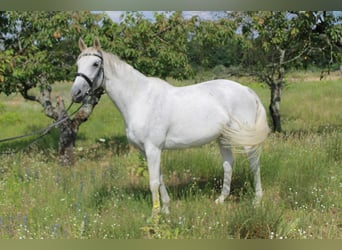Koń oldenburski, Klacz, 21 lat, 167 cm, Siwa w hreczce