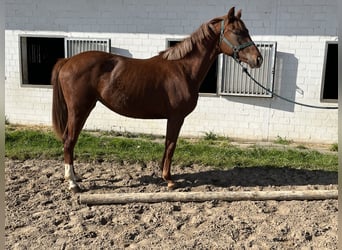 Koń oldenburski, Klacz, 2 lat, 156 cm, Kasztanowata