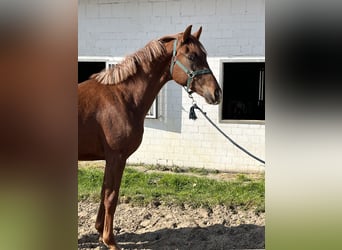 Koń oldenburski, Klacz, 2 lat, 156 cm, Kasztanowata