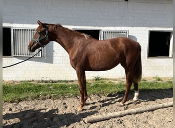 Koń oldenburski, Klacz, 2 lat, 156 cm, Kasztanowata