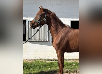 Koń oldenburski, Klacz, 2 lat, 156 cm, Kasztanowata