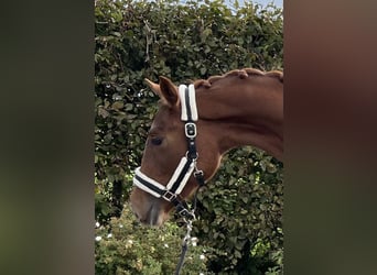Koń oldenburski, Klacz, 2 lat, 159 cm, Kasztanowata