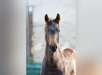 Koń oldenburski, Klacz, 2 lat, 160 cm, Ciemnogniada