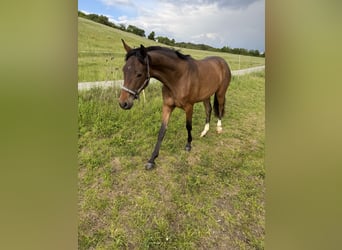 Koń oldenburski, Klacz, 2 lat, 160 cm, Gniada