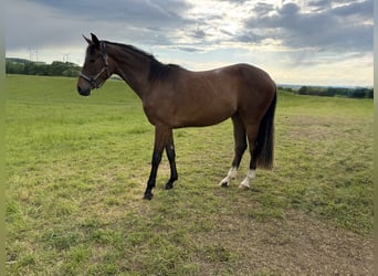 Koń oldenburski, Klacz, 2 lat, 160 cm, Gniada