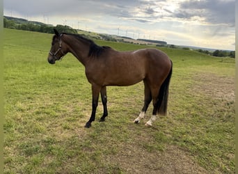Koń oldenburski, Klacz, 2 lat, 160 cm, Gniada