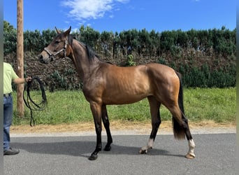 Koń oldenburski, Klacz, 2 lat, 160 cm, Gniada