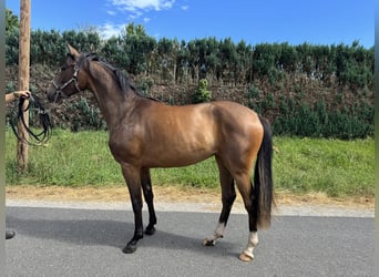 Koń oldenburski, Klacz, 2 lat, 160 cm, Gniada