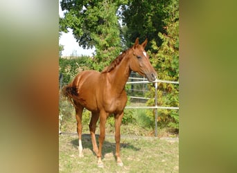 Koń oldenburski, Klacz, 2 lat, 162 cm, Kasztanowata