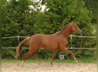 Koń oldenburski, Klacz, 2 lat, 162 cm, Kasztanowata