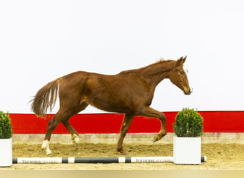 Koń oldenburski, Klacz, 2 lat, 163 cm, Ciemnokasztanowata