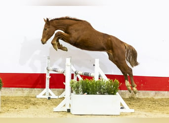 Koń oldenburski, Klacz, 2 lat, 163 cm, Ciemnokasztanowata