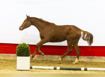 Koń oldenburski, Klacz, 2 lat, 163 cm, Ciemnokasztanowata