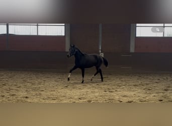 Koń oldenburski, Klacz, 2 lat, 165 cm, Ciemnogniada