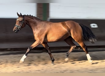 Koń oldenburski, Klacz, 2 lat, 166 cm, Gniada