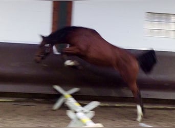 Koń oldenburski, Klacz, 2 lat, 166 cm, Gniada