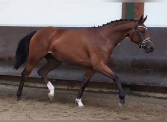 Koń oldenburski, Klacz, 2 lat, 166 cm, Gniada