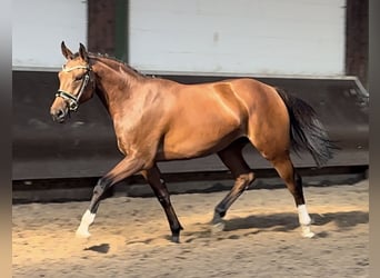 Koń oldenburski, Klacz, 2 lat, 166 cm, Gniada