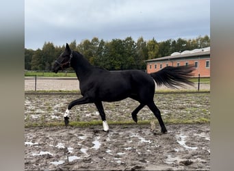 Koń oldenburski, Klacz, 2 lat, 166 cm, Kara