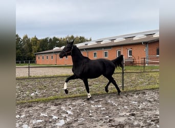 Koń oldenburski, Klacz, 2 lat, 166 cm, Kara