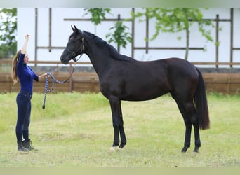 Koń oldenburski, Klacz, 2 lat, 166 cm, Kara