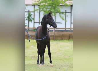 Koń oldenburski, Klacz, 2 lat, 166 cm, Kara