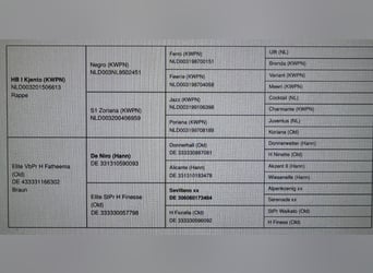 Koń oldenburski, Klacz, 2 lat, 166 cm, Skarogniada