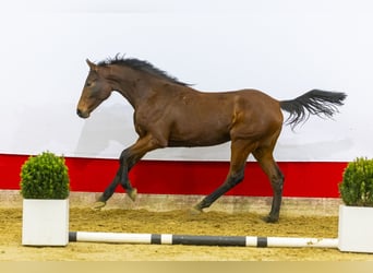 Koń oldenburski, Klacz, 2 lat, 167 cm, Gniada