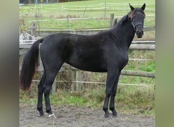 Koń oldenburski, Klacz, 2 lat, 169 cm, Kara