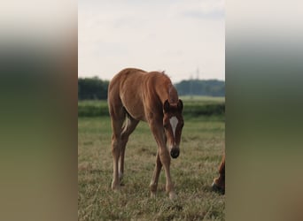 Koń oldenburski, Klacz, 2 lat, 170 cm, Kasztanowata