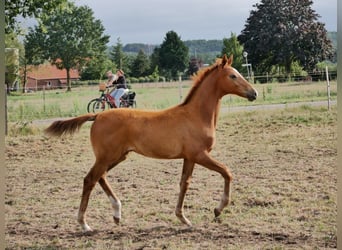 Koń oldenburski, Klacz, 2 lat, 170 cm, Kasztanowata