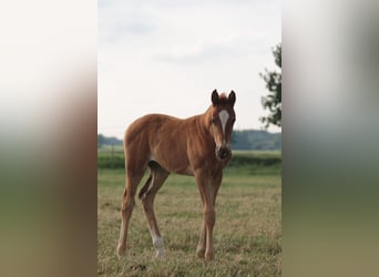 Koń oldenburski, Klacz, 2 lat, 170 cm, Kasztanowata