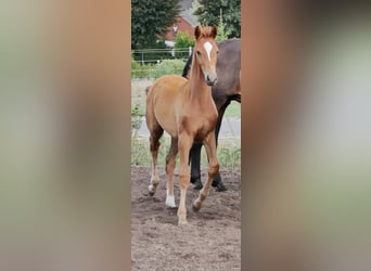 Koń oldenburski, Klacz, 2 lat, 170 cm, Kasztanowata