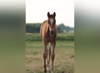 Koń oldenburski, Klacz, 2 lat, 170 cm, Kasztanowata