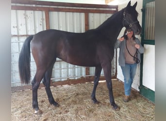 Koń oldenburski, Klacz, 2 lat, 173 cm, Kara