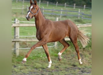 Koń oldenburski, Klacz, 2 lat, 175 cm, Ciemnokasztanowata