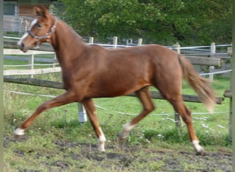 Koń oldenburski, Klacz, 2 lat, 175 cm, Ciemnokasztanowata