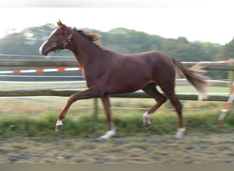 Koń oldenburski, Klacz, 2 lat, 175 cm, Ciemnokasztanowata