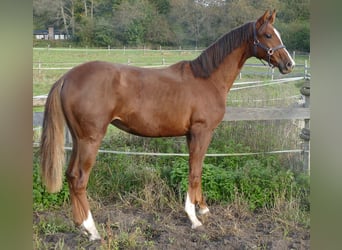 Koń oldenburski, Klacz, 2 lat, 175 cm, Ciemnokasztanowata