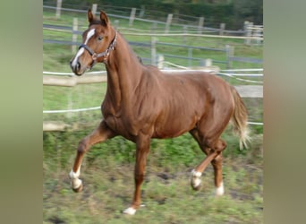 Koń oldenburski, Klacz, 2 lat, 175 cm, Ciemnokasztanowata