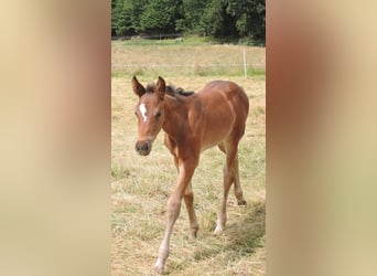 Koń oldenburski, Klacz, 2 lat, Gniada