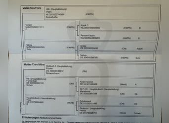 Koń oldenburski, Klacz, 2 lat, Skarogniada