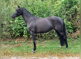 Koń oldenburski, Klacz, 3 lat, 147 cm, Ciemnogniada