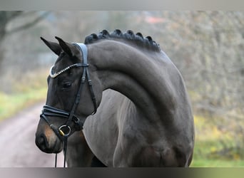 Koń oldenburski, Klacz, 3 lat, 156 cm, Ciemnogniada