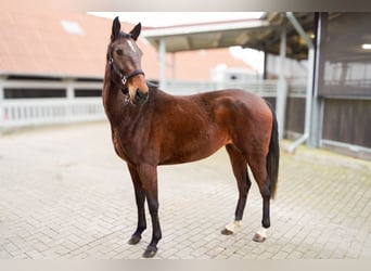 Koń oldenburski Mix, Klacz, 3 lat, 156 cm, Gniada