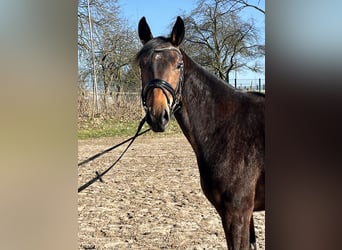 Koń oldenburski, Klacz, 3 lat, 160 cm, Ciemnogniada