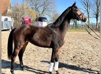 Koń oldenburski, Klacz, 3 lat, 160 cm, Ciemnogniada